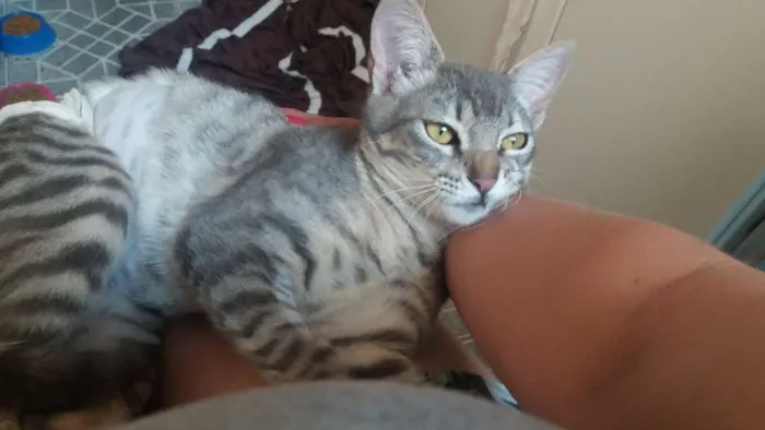 Gato ra a Srd idade 2 a 6 meses nome Tigresa