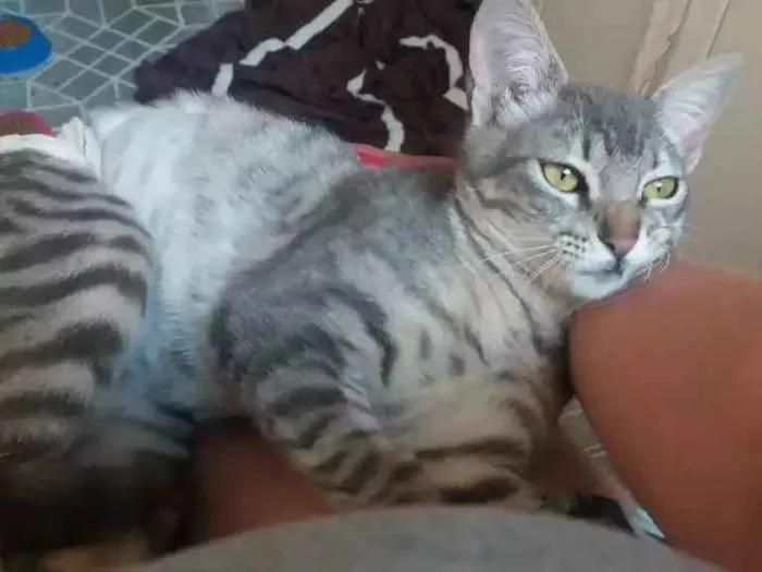 Gato ra a Srd idade 2 a 6 meses nome Tigresa