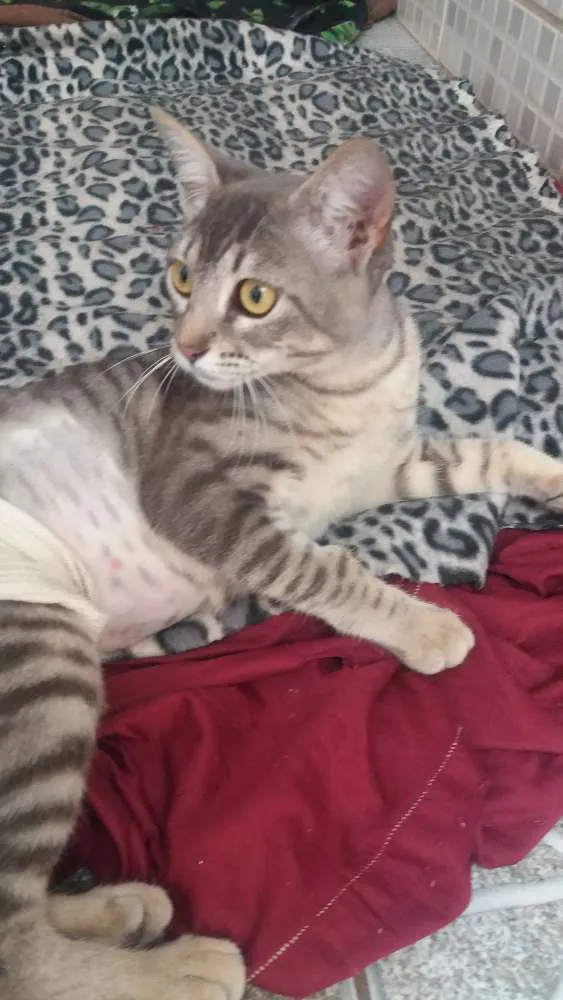 Gato ra a Srd idade 2 a 6 meses nome Tigresa