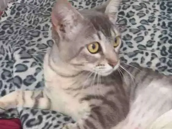 Gato ra a Srd idade 2 a 6 meses nome Tigresa