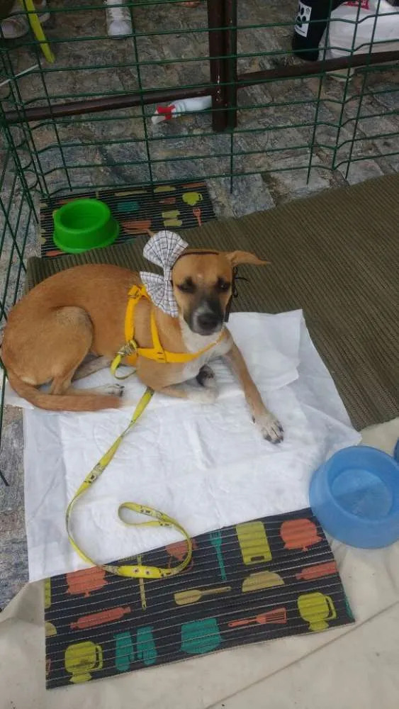 Cachorro ra a Sem raça defenida idade 2 a 6 meses nome Pandora