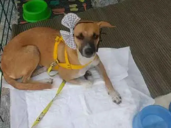Cachorro ra a Sem raça defenida idade 2 a 6 meses nome Pandora