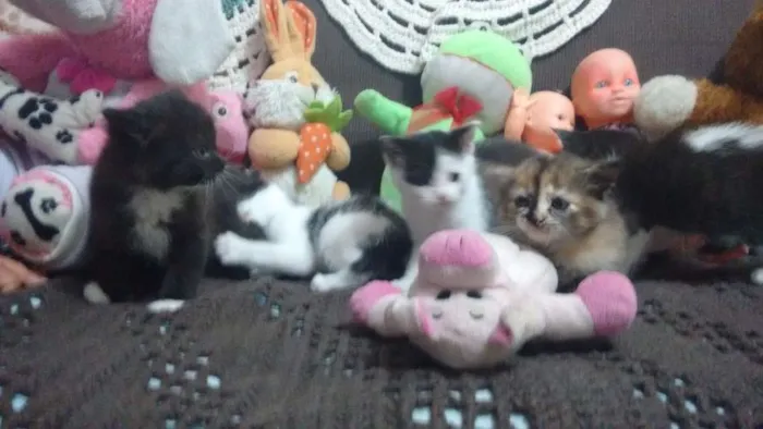Gato ra a não definida idade Abaixo de 2 meses nome sem nomes