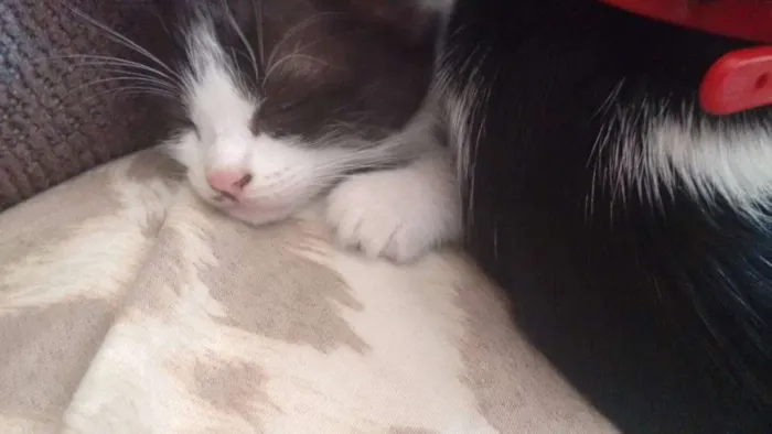 Gato ra a não definida idade Abaixo de 2 meses nome sem nomes
