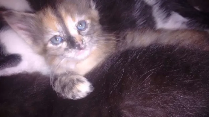 Gato ra a não definida idade Abaixo de 2 meses nome sem nomes