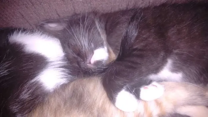 Gato ra a não definida idade Abaixo de 2 meses nome sem nomes