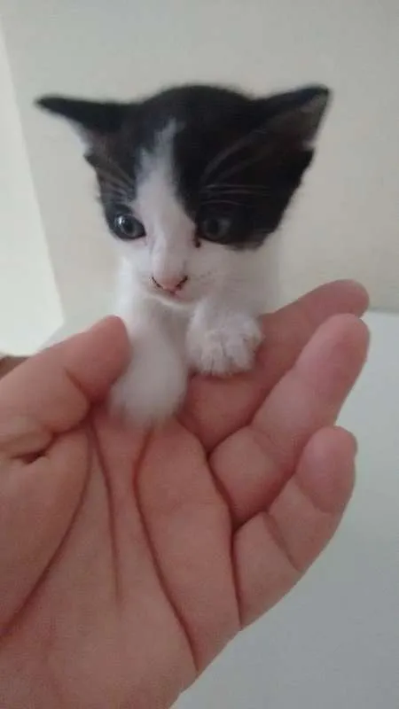 Gato ra a não definida idade Abaixo de 2 meses nome sem nomes