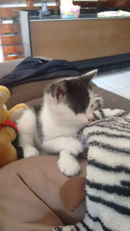 Gato ra a não definida idade Abaixo de 2 meses nome sem nomes