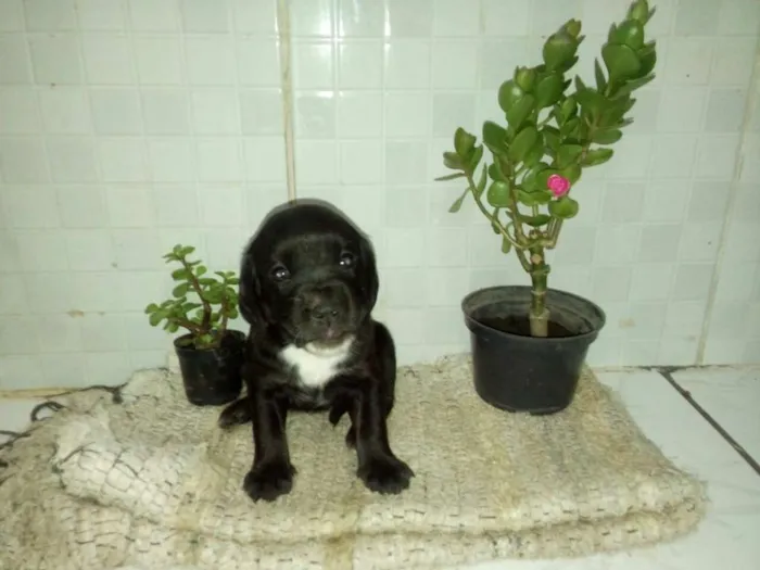 Cachorro ra a Mista idade Abaixo de 2 meses nome Sem nome