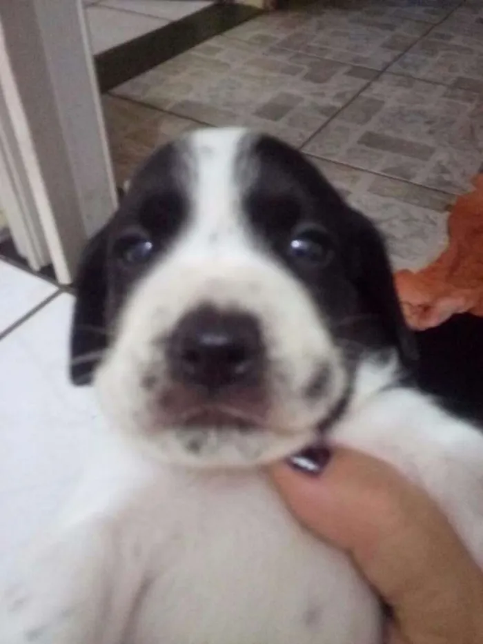 Cachorro ra a Mista idade Abaixo de 2 meses nome Sem nome