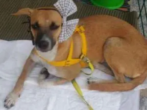 Cachorro raça Sem raça defenida idade 2 a 6 meses nome Pandora