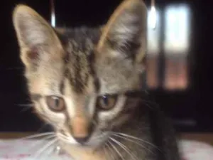Gato raça  idade Abaixo de 2 meses nome Não possui