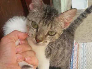 Gato raça  idade 7 a 11 meses nome Nina