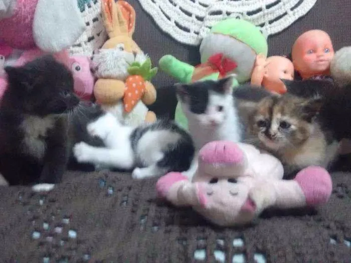 Gato ra a não definida idade Abaixo de 2 meses nome sem nomes