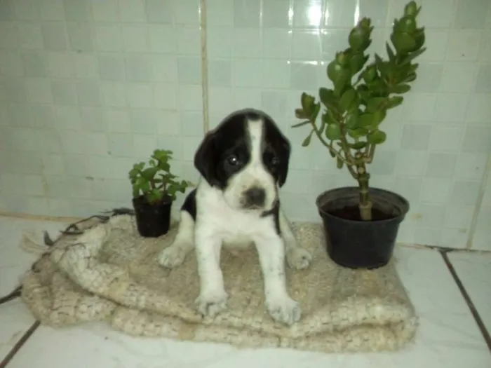 Cachorro ra a Mista idade Abaixo de 2 meses nome Sem nome