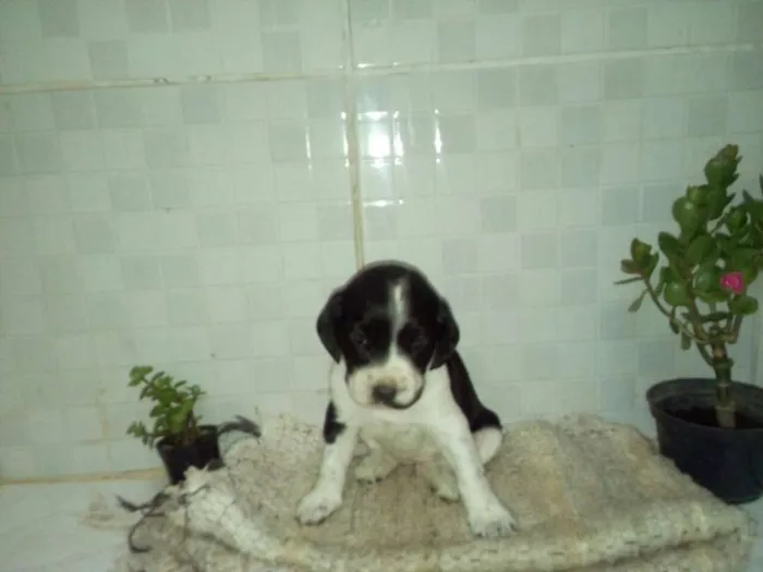 Cachorro ra a Mista idade Abaixo de 2 meses nome Sem nome
