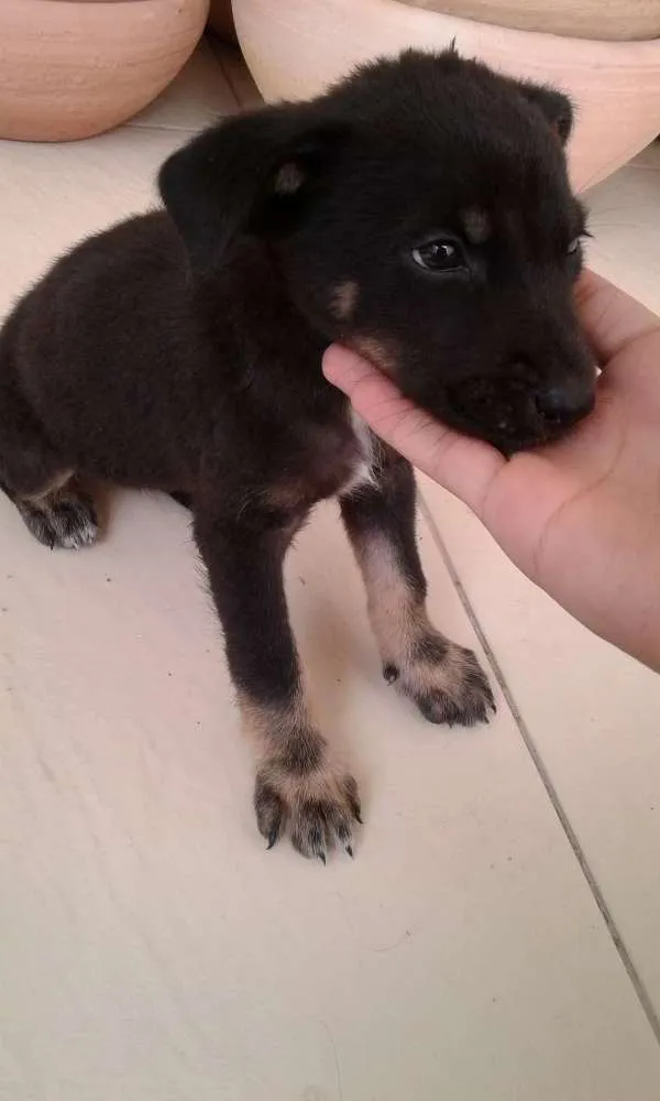 Cachorro ra a Não sei  idade 2 a 6 meses nome Não sei o nome 