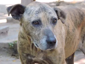 Cachorro raça srd idade 3 anos nome TIGRÃO