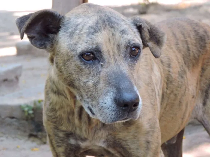 Cachorro ra a srd idade 3 anos nome TIGRÃO