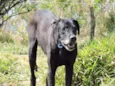 DOGÃO