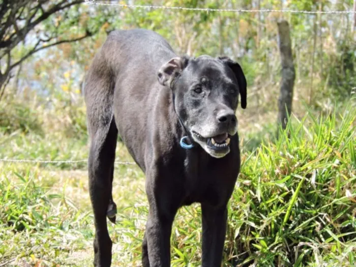 Cachorro ra a Dog Alemão idade 5 anos nome DOGÃO