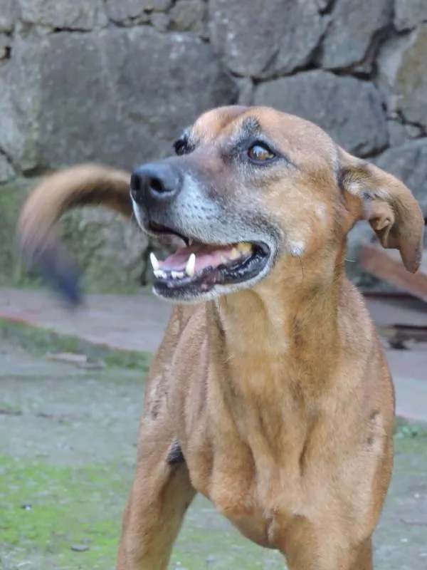 Cachorro ra a SRD idade 6 ou mais anos nome BETO