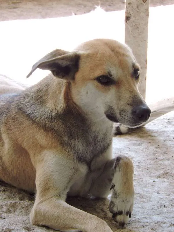 Cachorro ra a SRD idade 1 ano nome CHICO