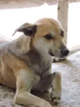CHICO