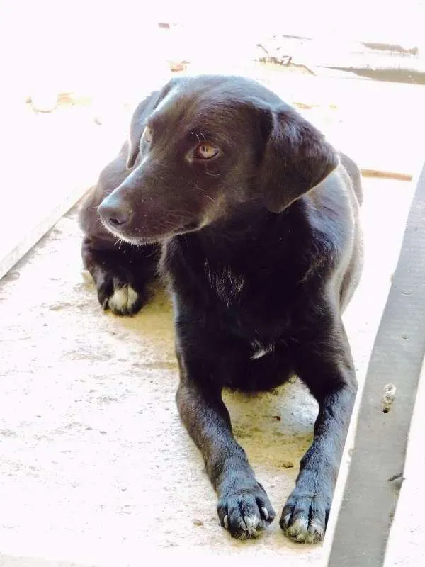Cachorro ra a SRD idade 1 ano nome GLÓRIA