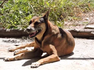 Cachorro raça SRD idade 6 ou mais anos nome MADONNA