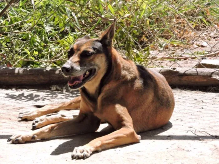 Cachorro ra a SRD idade 6 ou mais anos nome MADONNA