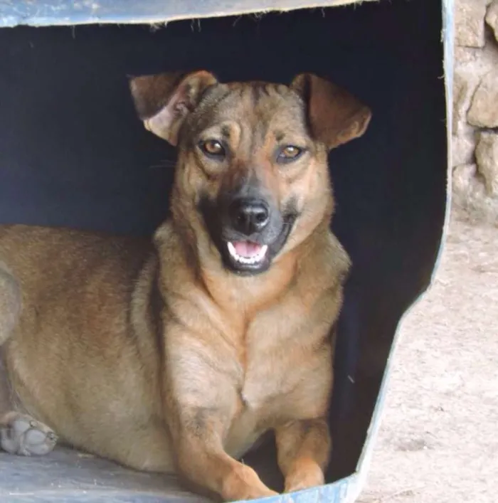 Cachorro ra a SRD idade 1 ano nome MELL