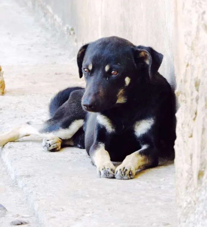 Cachorro ra a SRD idade  nome NINO