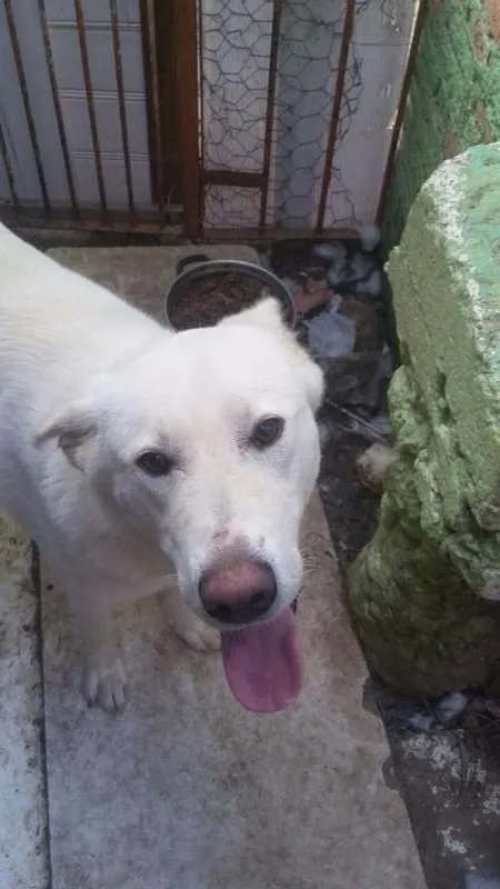 Cachorro ra a não sei idade 2 anos nome LIka