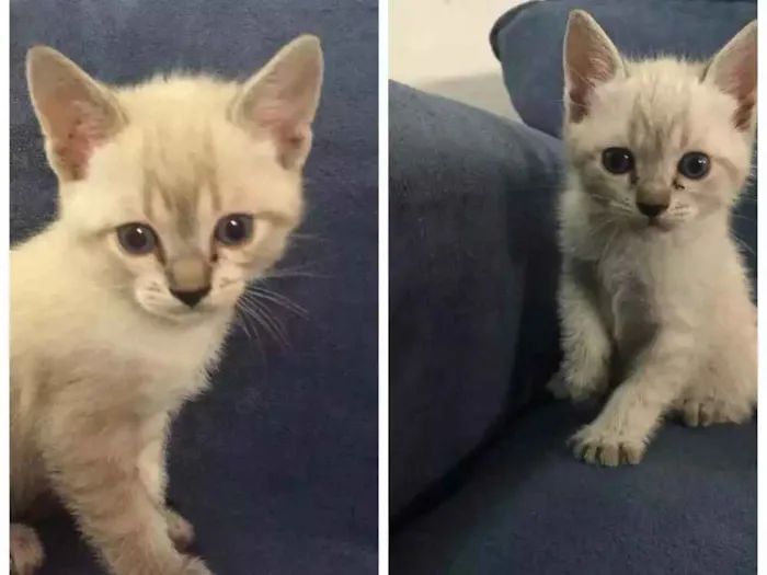 Gato ra a Vira lata idade Abaixo de 2 meses nome Filhotinho