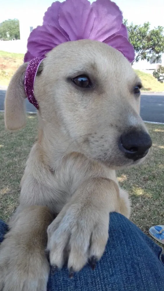 Cachorro ra a Srd idade 2 a 6 meses nome Filhotes