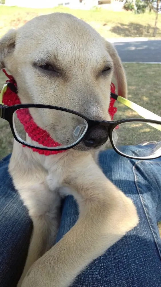 Cachorro ra a Srd idade 2 a 6 meses nome Filhotes