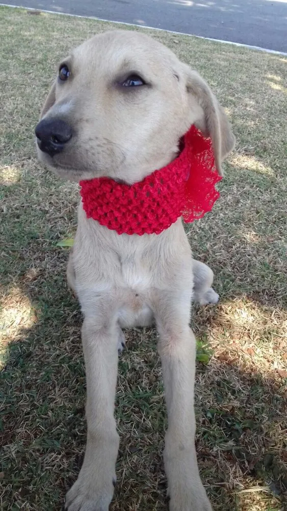 Cachorro ra a Srd idade 2 a 6 meses nome Filhotes