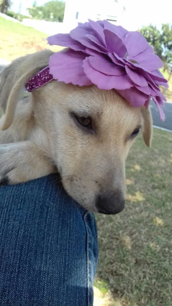 Cachorro ra a Srd idade 2 a 6 meses nome Filhotes