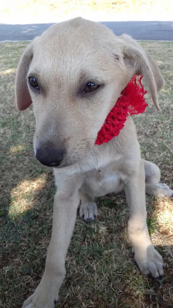 Cachorro ra a Srd idade 2 a 6 meses nome Filhotes