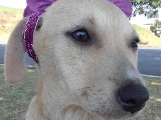 Cachorro ra a Srd idade 2 a 6 meses nome Filhotes
