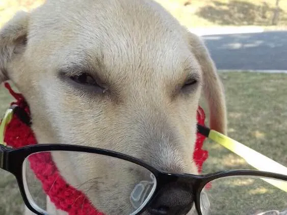 Cachorro ra a Srd idade 2 a 6 meses nome Filhotes
