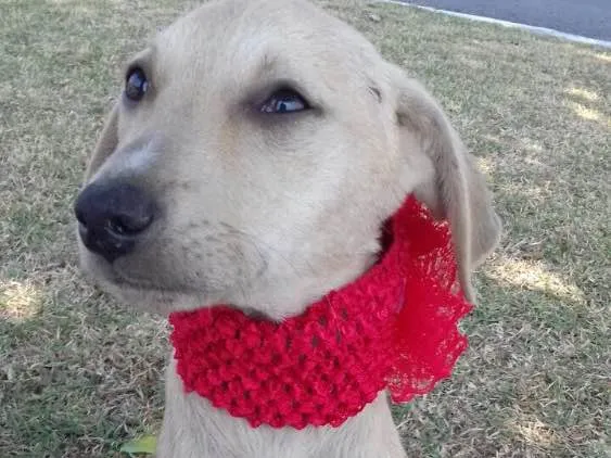 Cachorro ra a Srd idade 2 a 6 meses nome Filhotes