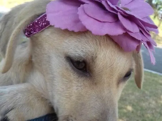 Cachorro ra a Srd idade 2 a 6 meses nome Filhotes