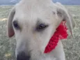 Filhotes
