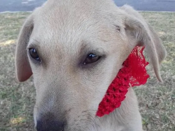 Cachorro ra a Srd idade 2 a 6 meses nome Filhotes