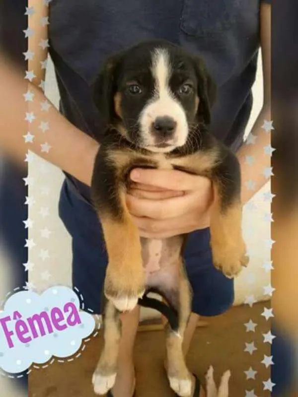 Cachorro raça Mestiço de Border Collie idade 2 a 6 meses nome Sem Nome