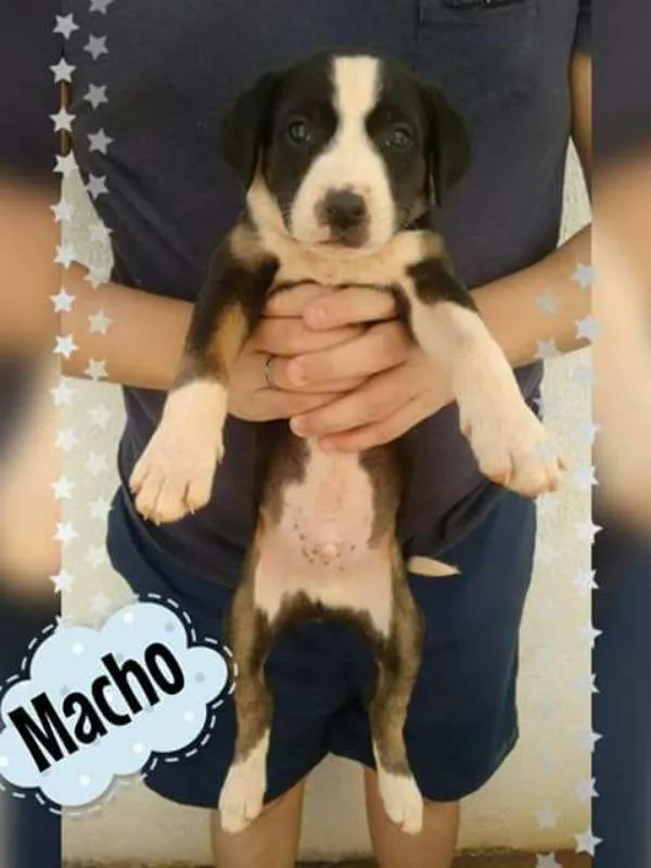 Cachorro raça Mestiço de Border Collie idade 2 a 6 meses nome Sem Nome