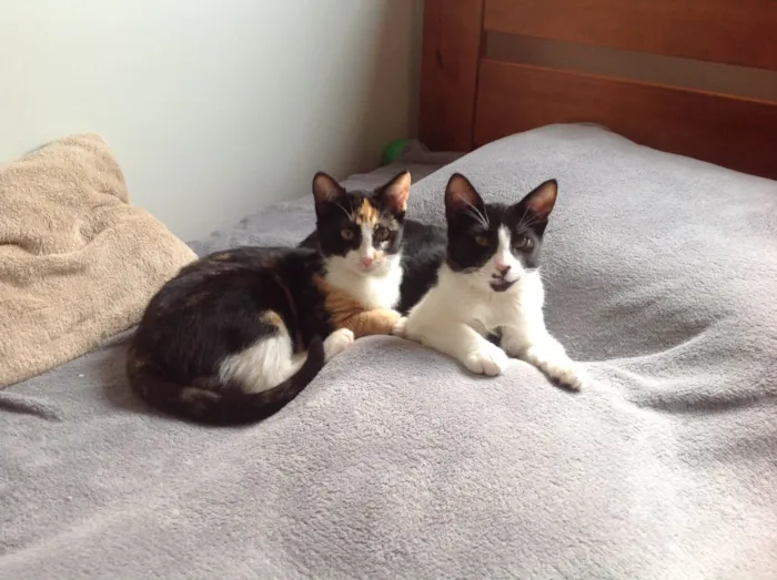 Gato ra a Vira lata idade 2 a 6 meses nome Sem nome