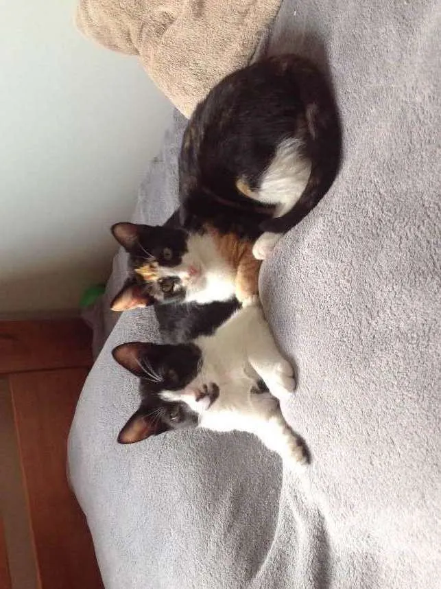 Gato ra a Vira lata idade 2 a 6 meses nome Sem nome